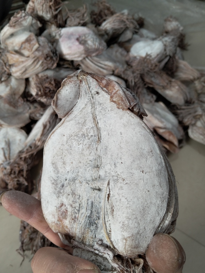 水发鱿鱼干淡干鱿鱼干延边朝鲜族鱿鱼干