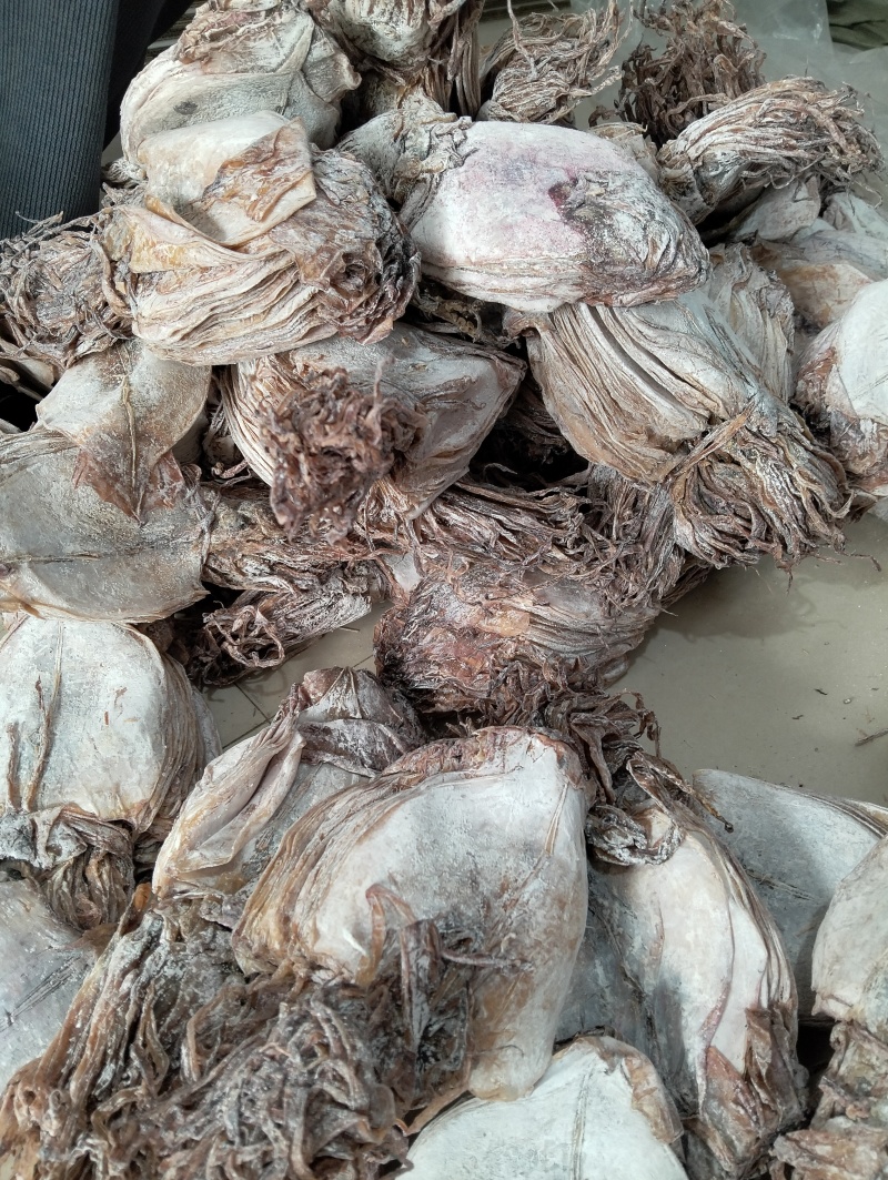水发鱿鱼干淡干鱿鱼干延边朝鲜族鱿鱼干