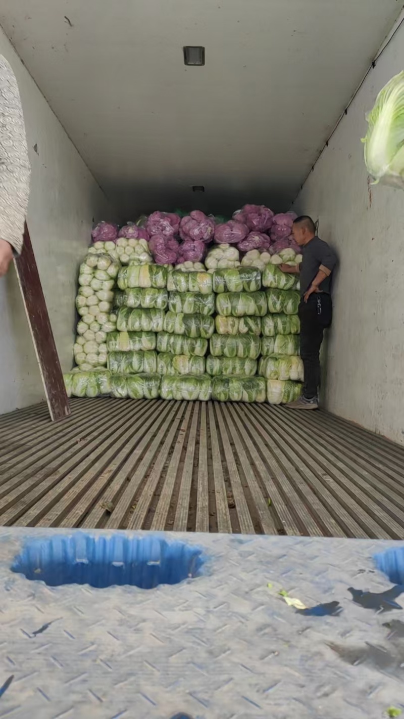 白菜，黄心大白菜