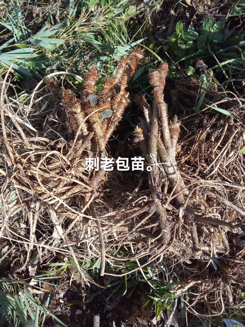 刺老包苗