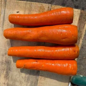 【腌萝卜】供应腌渍的4两起步的胡萝卜半成品
