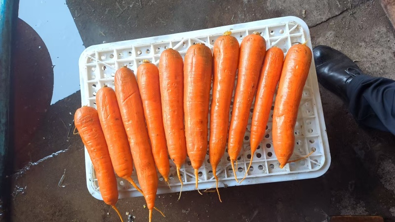 【腌萝卜】供应腌渍的4两起步的胡萝卜半成品