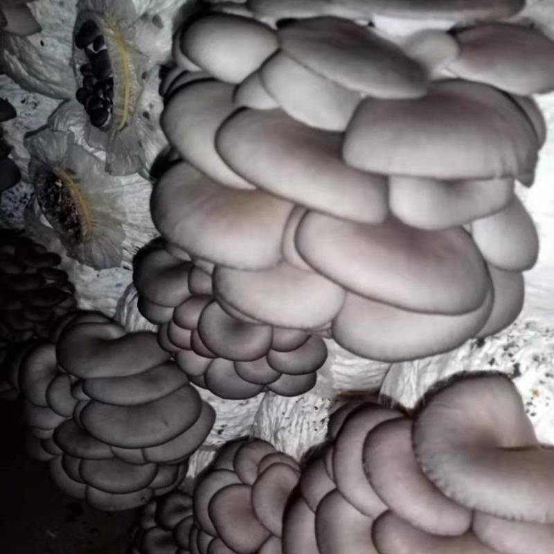安徽蘑菇菌包平菇菌包安徽基地平菇菌棒直接出菇