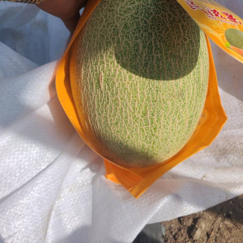 《海南哈密瓜》晓蜜25号/产地直发/实力代办欢迎来电
