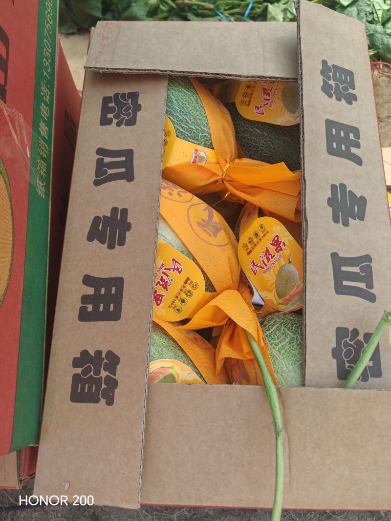 《海南哈密瓜》晓蜜25号/产地直发/实力代办欢迎来电