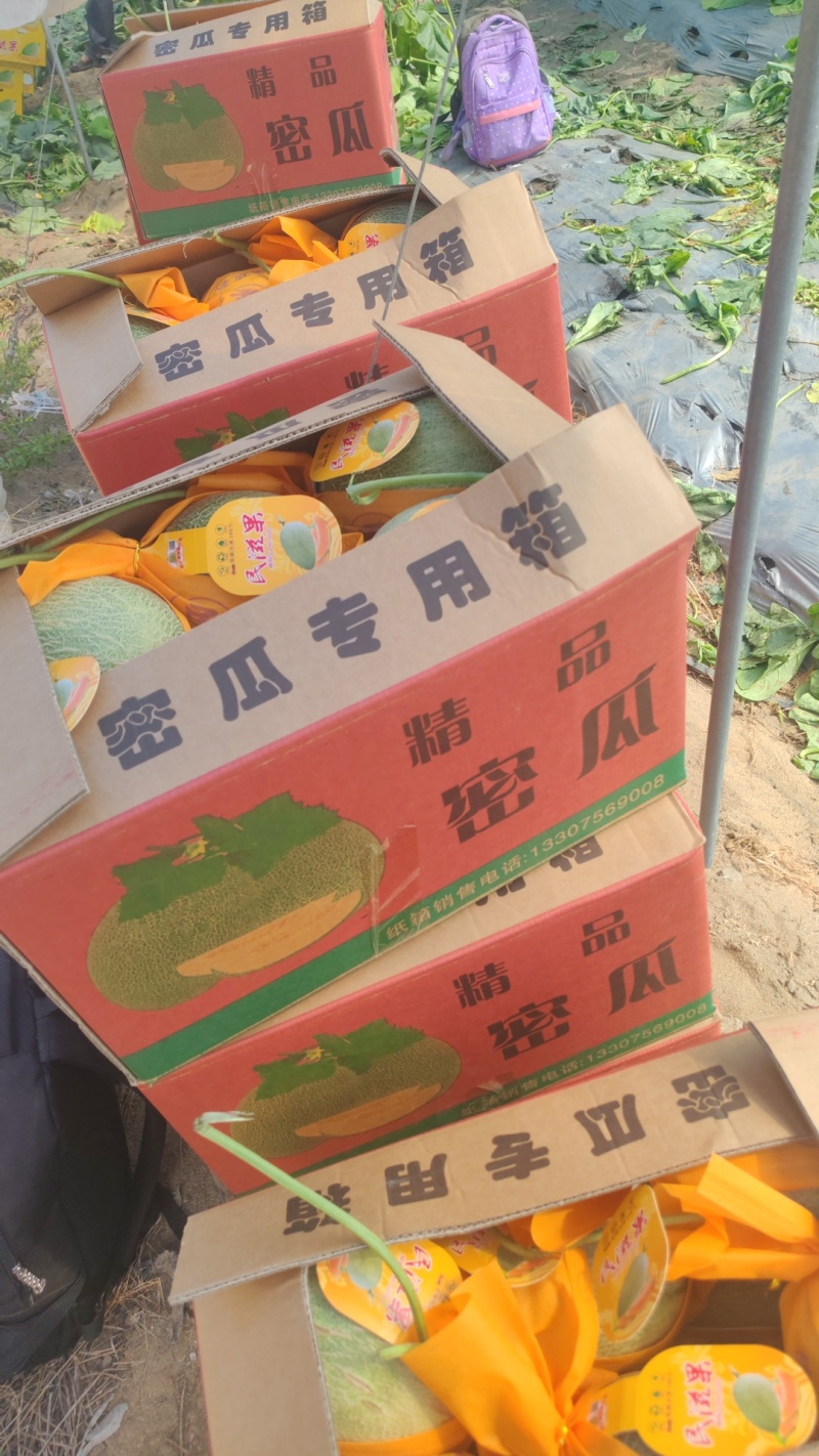 《海南哈密瓜》晓蜜25号/产地直发/实力代办欢迎来电