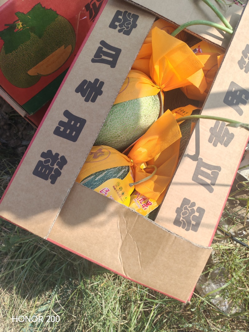 《海南哈密瓜》晓蜜25号/产地直发/实力代办欢迎来电