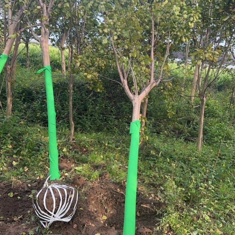 5公分百日红，土球40公分
