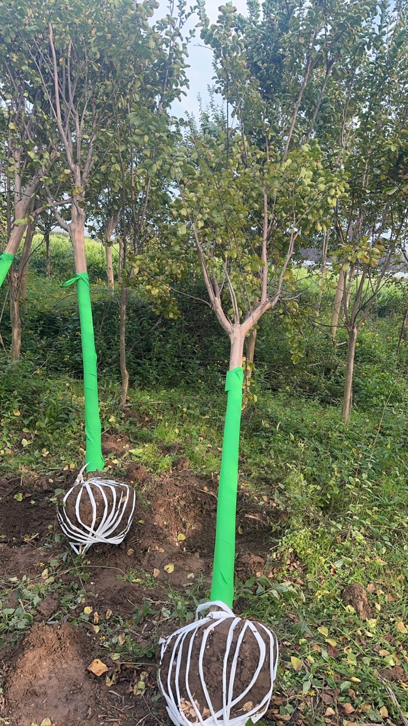 5公分百日红，土球40公分