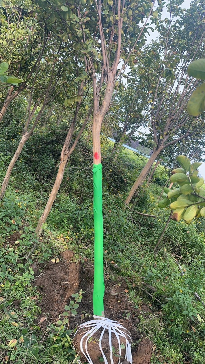 5公分百日红，土球40公分