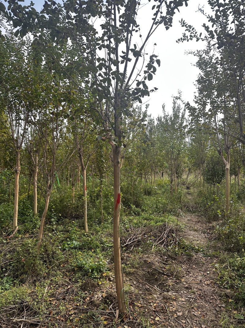 5公分百日红，土球40公分