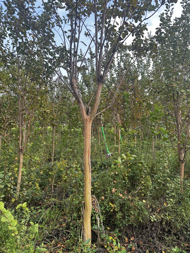 5公分百日红，土球40公分