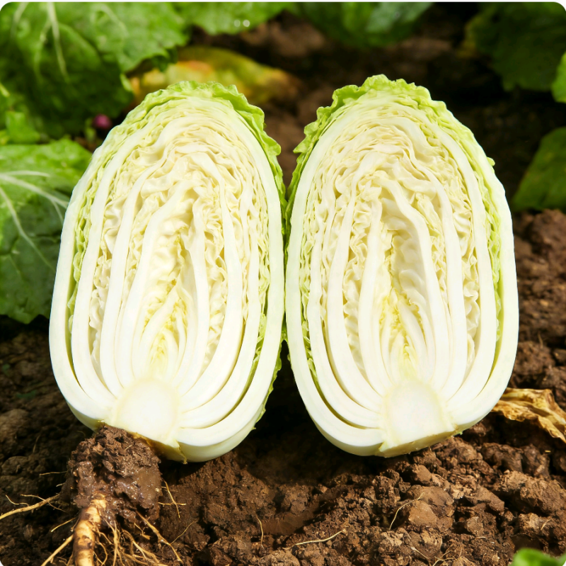 露天鲜采大白菜，无农残耐储，0.8元囤货超划算，量大从优