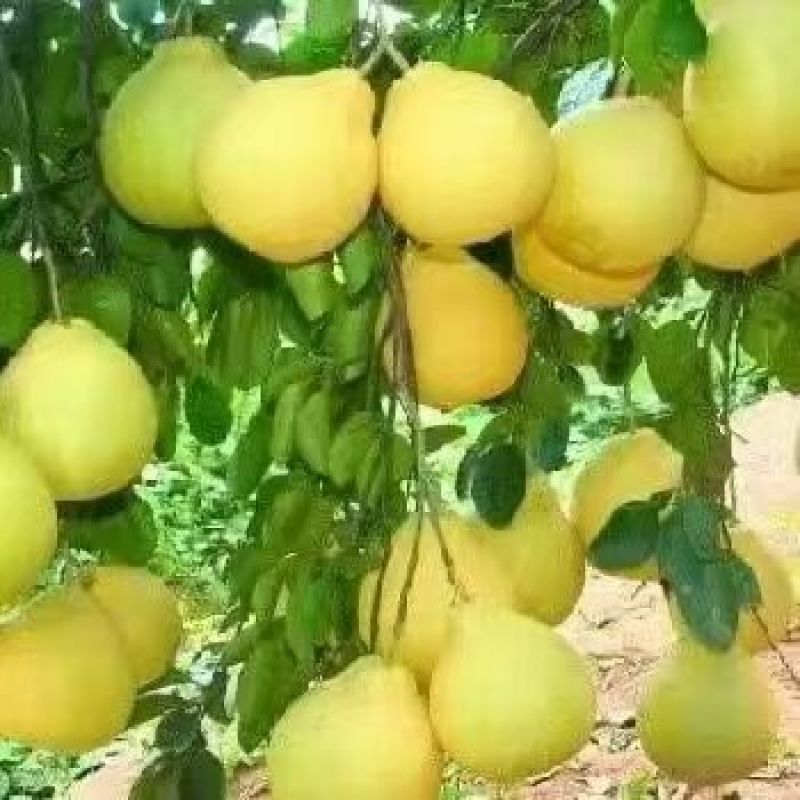 正中江永老树香柚，纯甜无酸，口感好