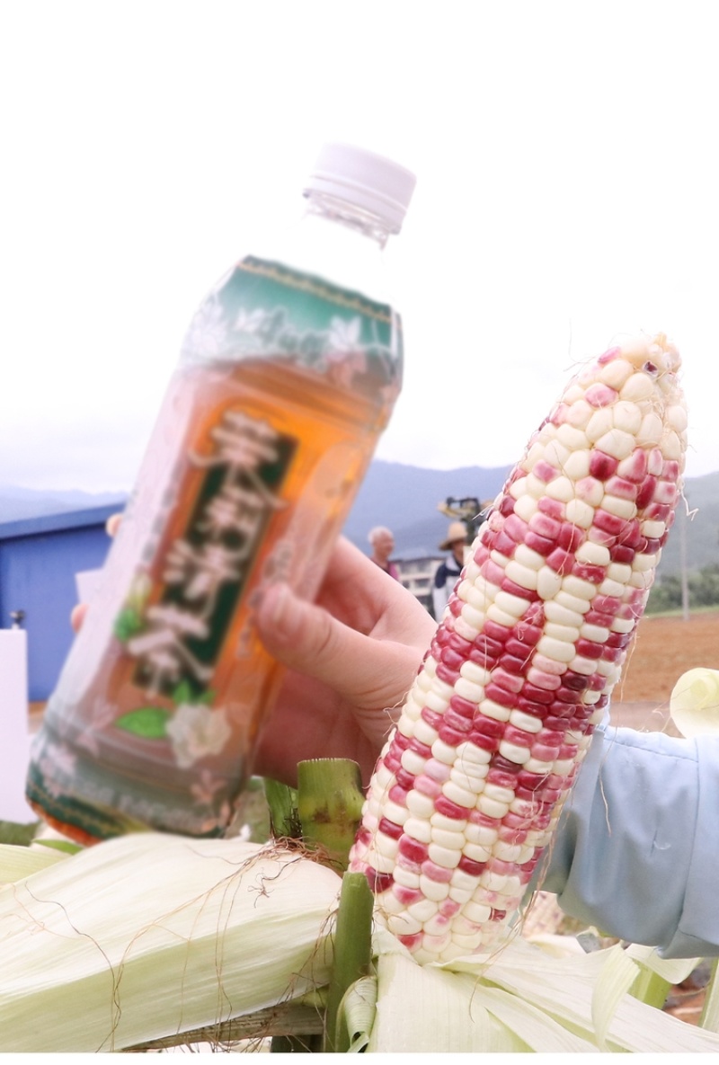 天贵糯93玉米种子甜糯香国审甜糯玉米种子
