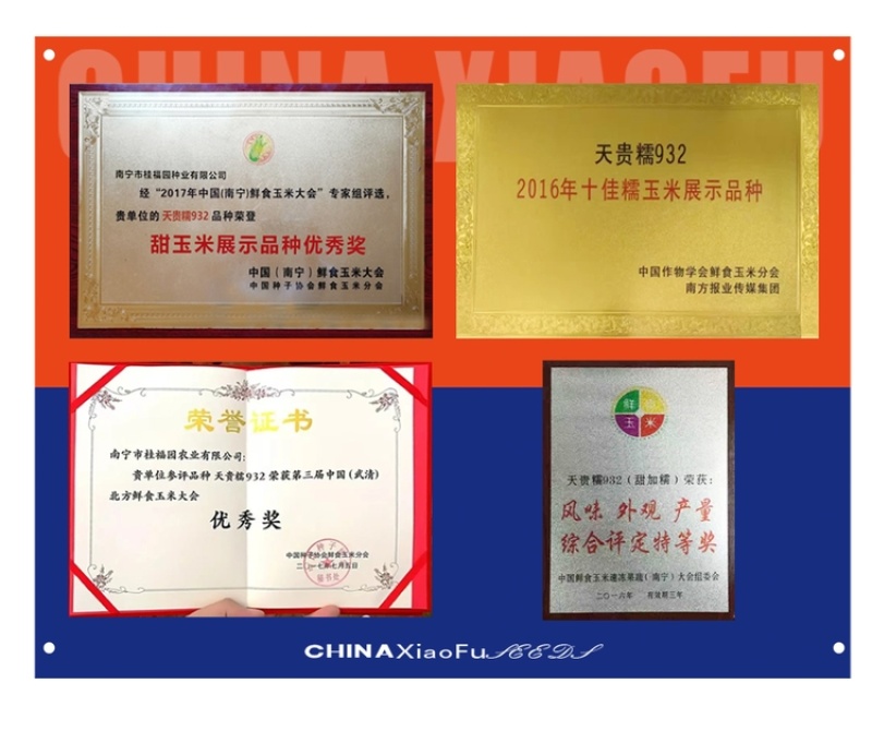 天贵糯93玉米种子甜糯香国审甜糯玉米种子