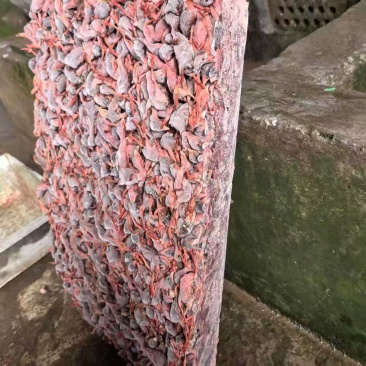 脱毛小鹌鹑