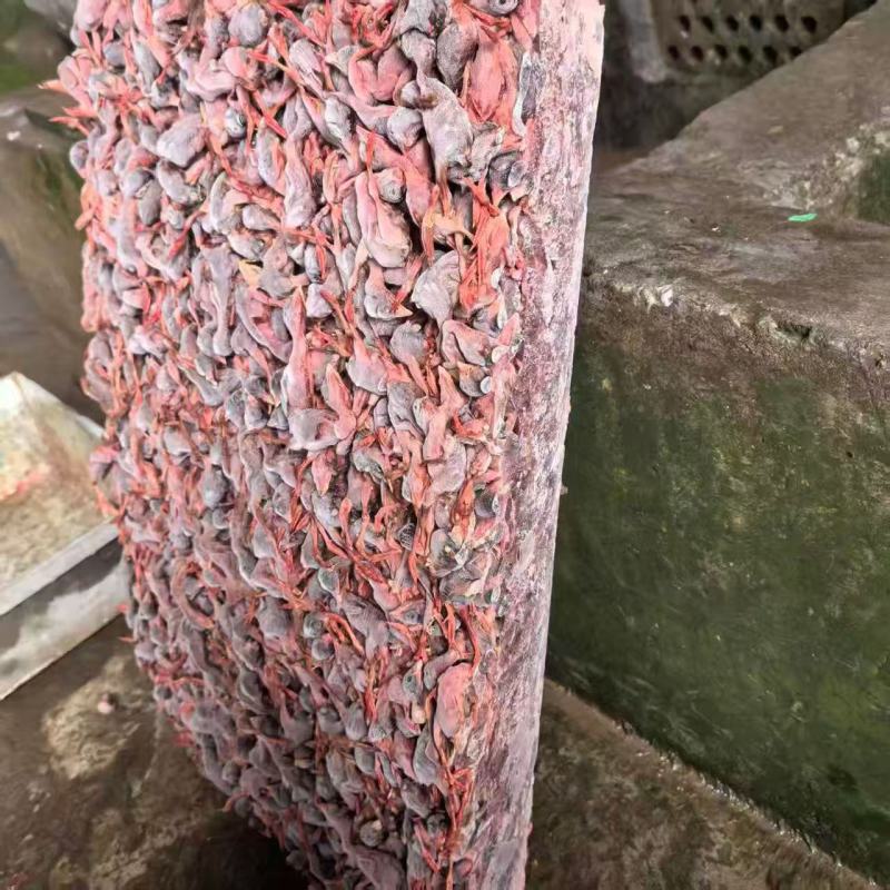 脱毛小鹌鹑