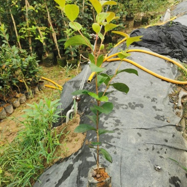 广西油茶苗大果油茶子苗杯苗白花油茶苗本地大果油茶