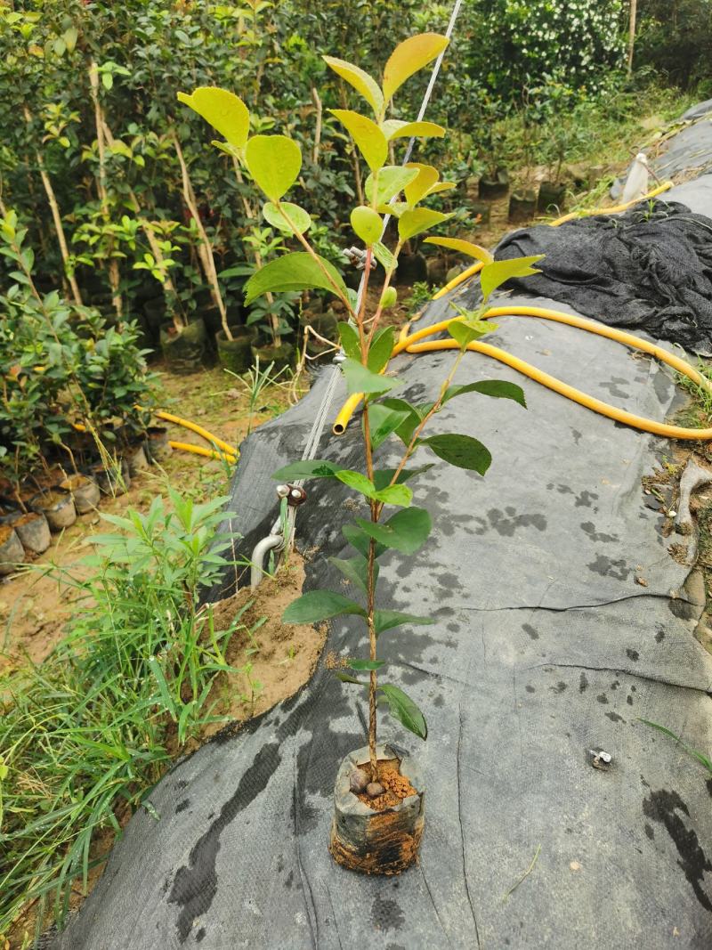 广西油茶苗大果油茶子苗杯苗白花油茶苗本地大果油茶