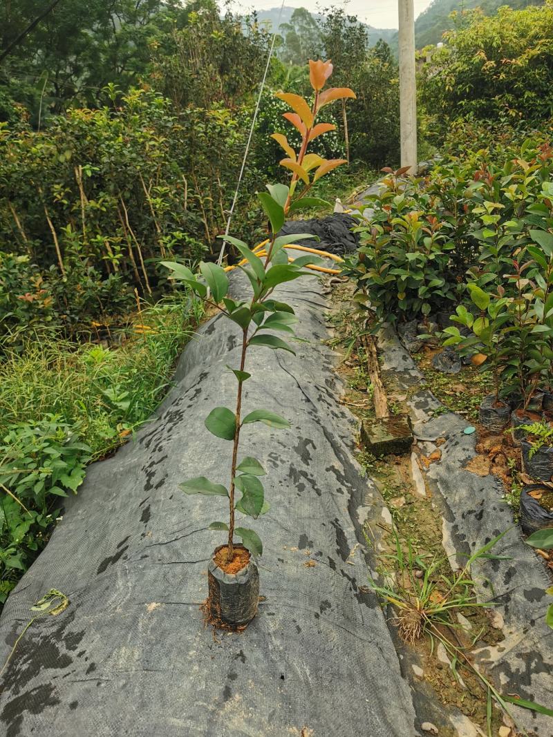 广西油茶苗大果油茶子苗杯苗白花油茶苗本地大果油茶