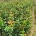 广西油茶苗大果油茶子苗杯苗白花油茶苗本地大果油茶