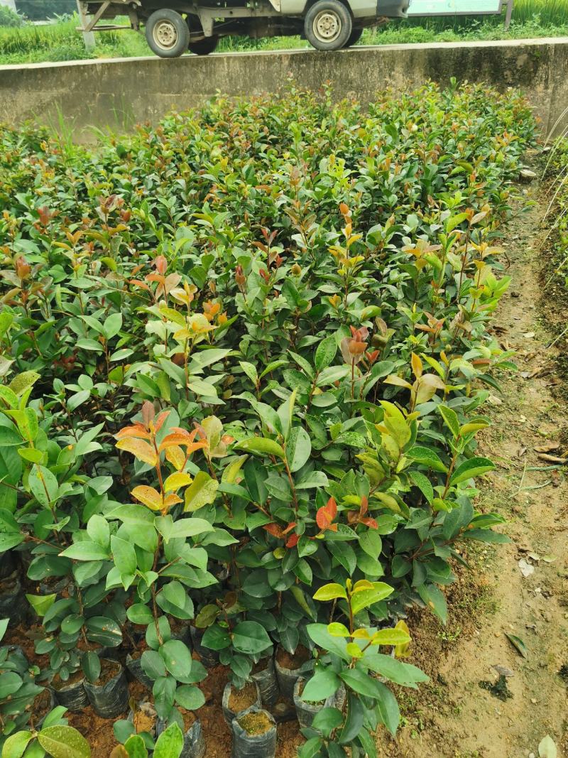 广西油茶苗大果油茶子苗杯苗白花油茶苗本地大果油茶