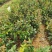 广西油茶苗大果油茶子苗杯苗白花油茶苗本地大果油茶