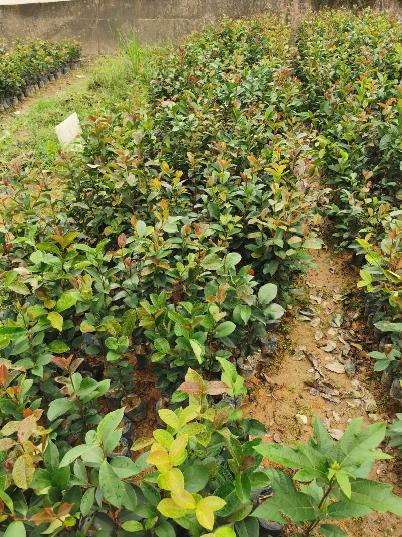 广西油茶苗大果油茶子苗杯苗白花油茶苗本地大果油茶