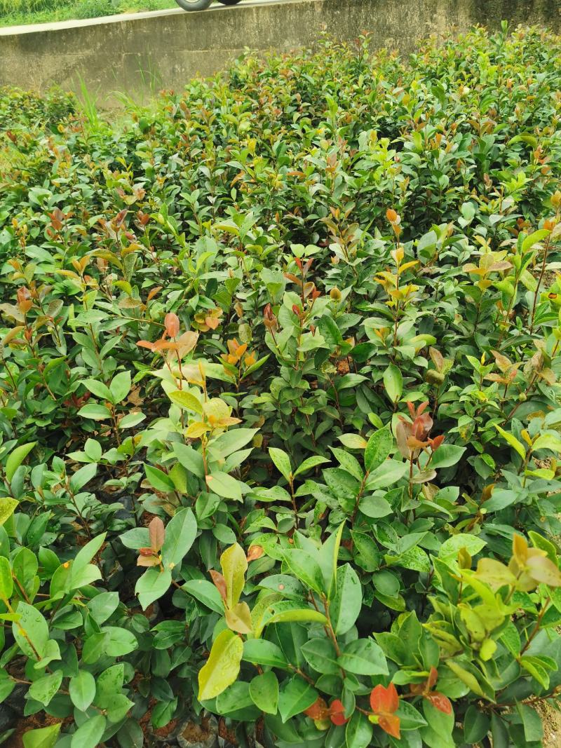广西油茶苗大果油茶子苗杯苗白花油茶苗本地大果油茶
