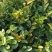 广西油茶苗大果油茶子苗杯苗白花油茶苗本地大果油茶