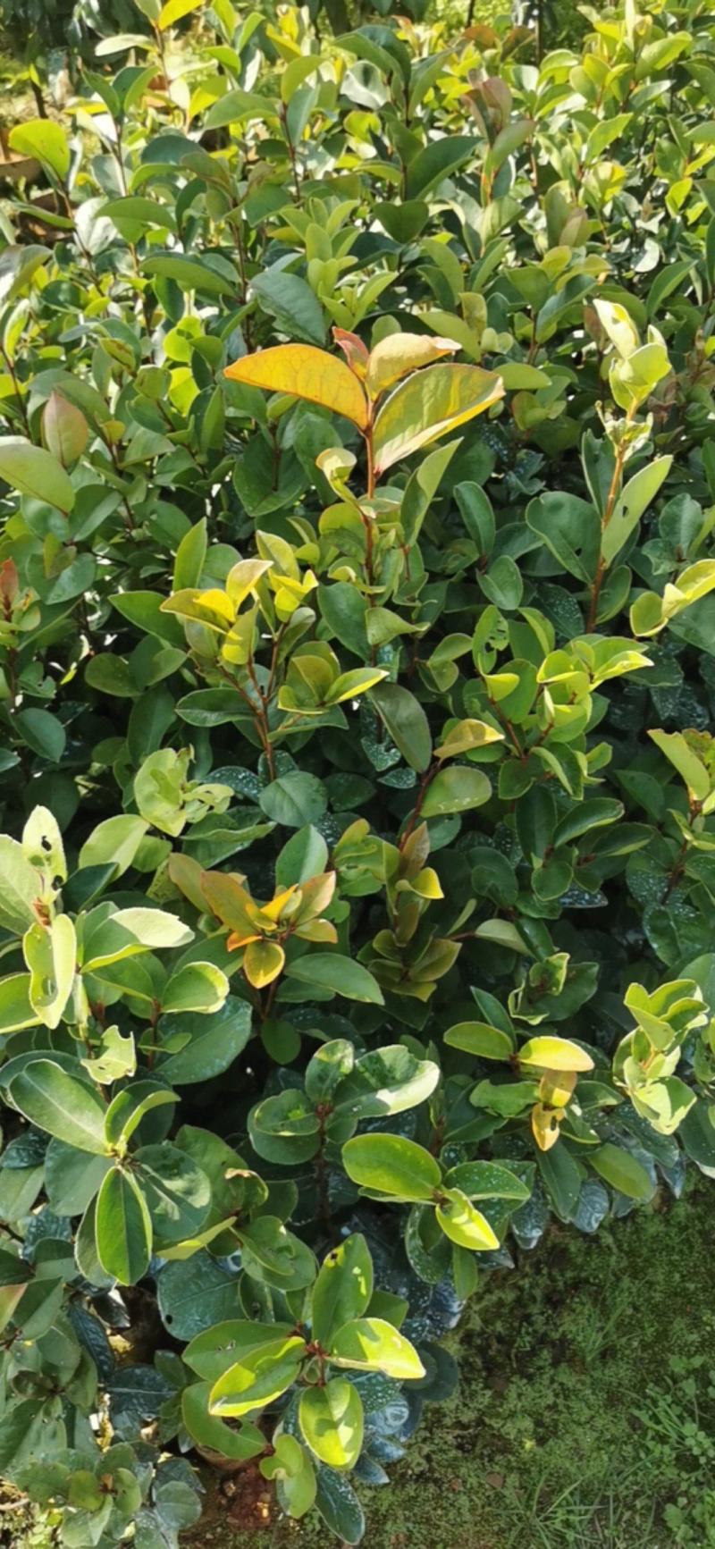 广西油茶苗大果油茶子苗杯苗白花油茶苗本地大果油茶