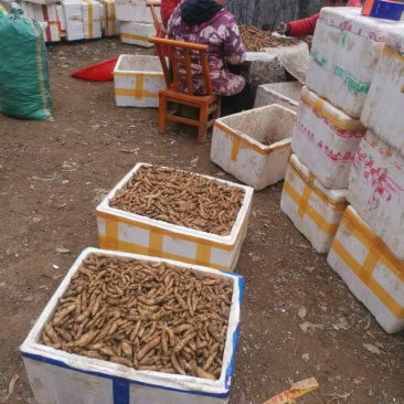 宜昌产地大量出售零代乌红杂交天麻种子