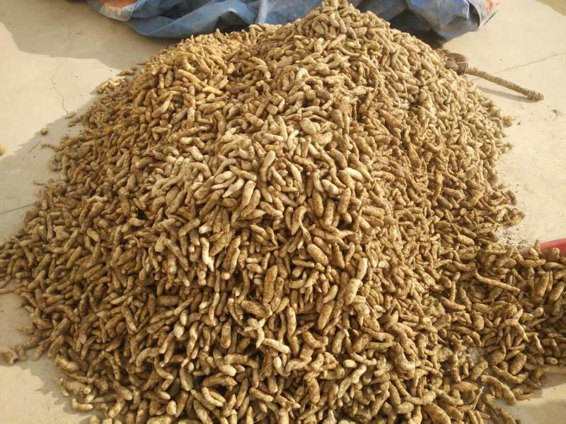 宜昌产地大量出售零代乌红杂交天麻种子