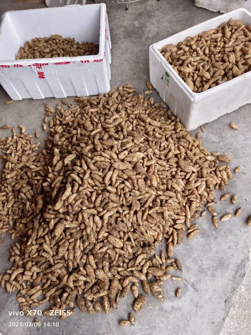 宜昌产地大量出售零代乌红杂交天麻种子