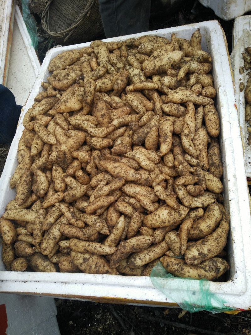 宜昌产地大量出售零代乌红杂交天麻种子
