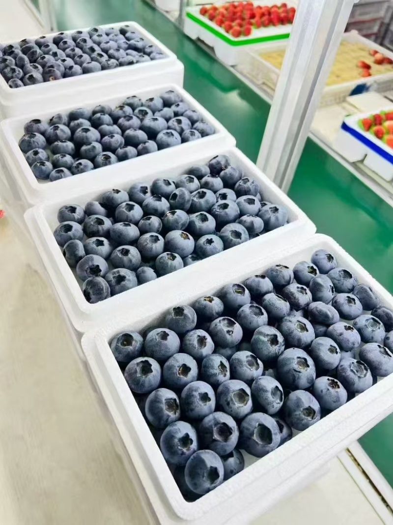蓝莓