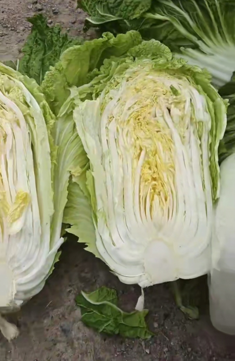 精品黄心大白菜，支持常年供货/产地直销，质量保证
