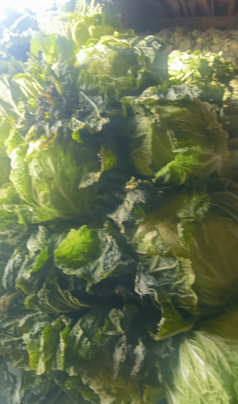 精品黄心大白菜，支持常年供货/产地直销，质量保证