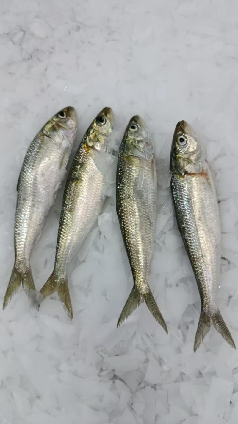 精品沙丁鱼10/15A货源充足量大从优质量保证