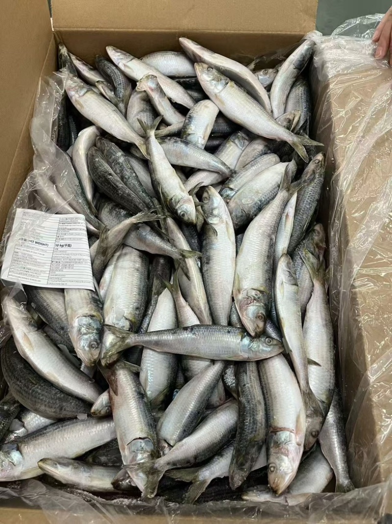 精品沙丁鱼10/15A货源充足量大从优质量保证