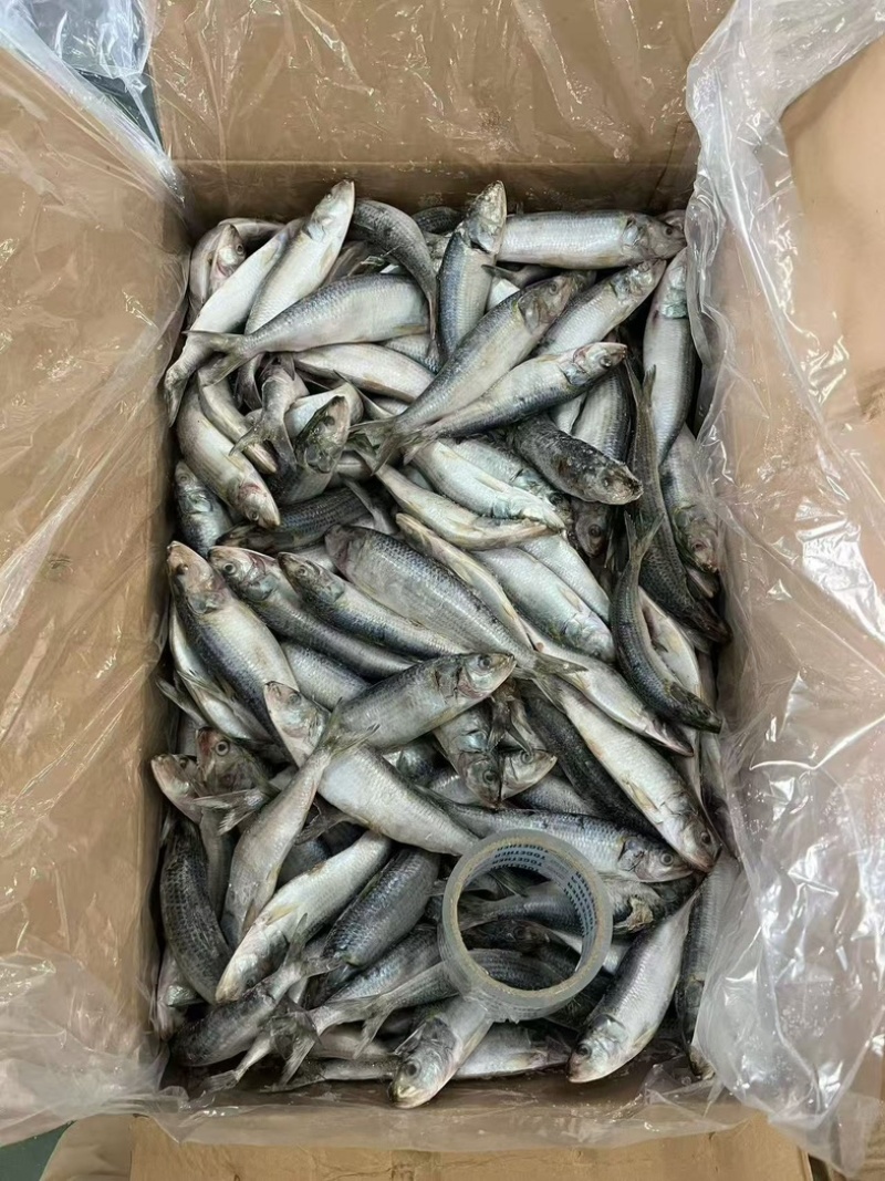 精品沙丁鱼10/15A货源充足量大从优质量保证