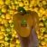 寿光彩椒