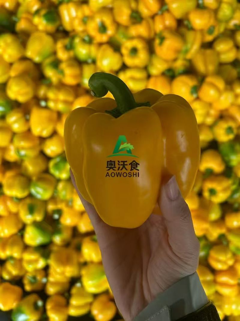 寿光彩椒