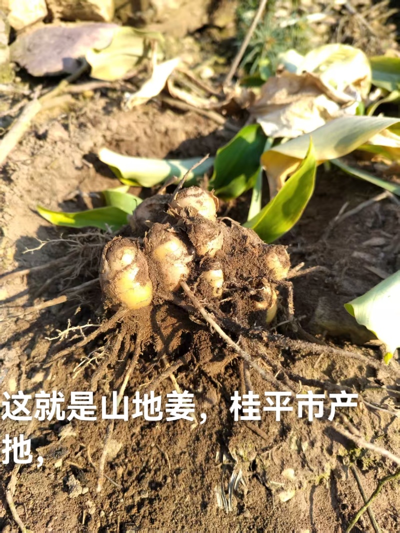 广西桂平市山地生沙姜做种子**姜