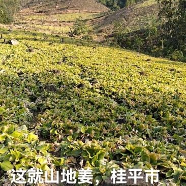 广西桂平市山地生沙姜做种子**姜