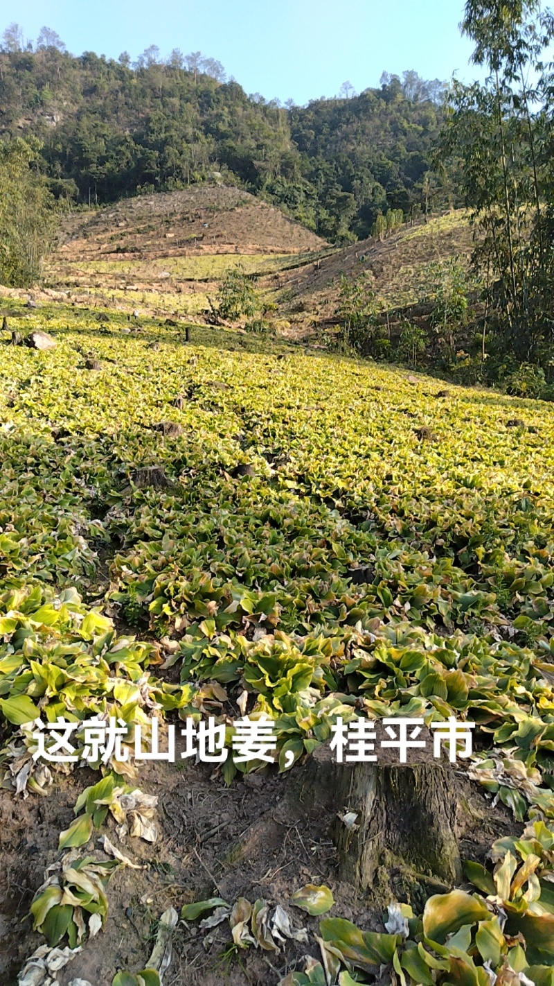 广西桂平市山地生沙姜做种子**姜
