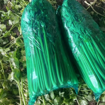 山东西芹，聊城芹菜，莘县芹菜，阳谷芹菜，大量供应
