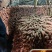 2026烟薯25软糯香甜流油批发电商烤薯店价格便宜