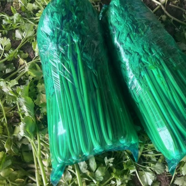 优质西芹，芹菜，通货莘县、阳谷，冠县，观城，濮阳范县